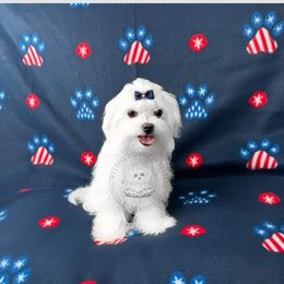 Puppy 3 - White female Maltese puppy in Haslet In Dfw, Texas from Maltese Puppies in Texas