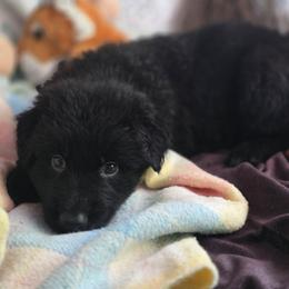 Male 1 - Black male German Shepherd puppy in Leon, West Virginia from Heart2Heart Kennels