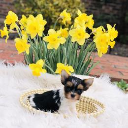 Yorkshire Terrier Puppies from Mountain Magic Yorkies