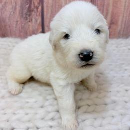 Doug - Red Collar - White male Great Pyrenees puppy in San Marcos, California from Faith Family Freedom Farm
