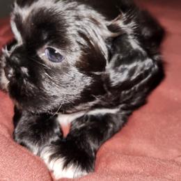 Boots The Explorer - Liver and white male Shih Tzu puppy in Chapel Hill, North Carolina from A Handful of Love Breeders.LLC