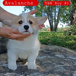 Avalanche - Red male Pembroke Welsh Corgi puppy in Redfield, Kansas from Owenby's Corgi's