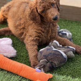 Bonsai - Red  male Poodle puppy in Mount Vernon, Illinois from AMC Poodles