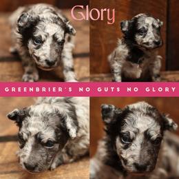 Glory - Black merle female Mudi puppy in Gatlinburg, Tennessee from Greenbrier