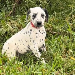 Ember - LUA - White and black female Dalmatian puppy in Sedalia, Missouri from Missouri Dalmatians