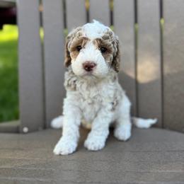 Brown Collar Girl - Caramel cream female Australian Labradoodle puppy in Hagerstown, Maryland from Westfields Labradoodles
