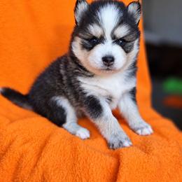 Pilot - Black and white male Pomsky puppy in Mc Callsburg, Iowa from SZ Rolling Acres LLC