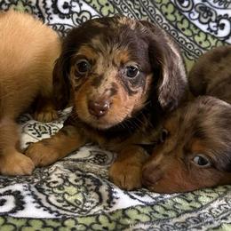 Male 3 - Dapple male Dachshund puppy in Sauk Village, Illinois from Midwest Timberland Pups