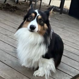 Ricky - Pembroke Welsh Corgi