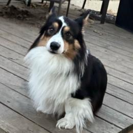 Ricky - Pembroke Welsh Corgi