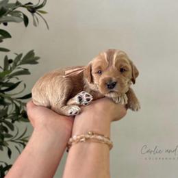 Bree - Apricot female Goldendoodle puppy in Madisonville, Kentucky from Carlie and Co. Goldendoodles