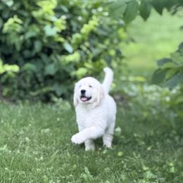 Golden Retriever Puppies from Celtic Pride Goldens