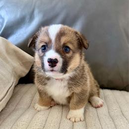 Rocket - Sable male Pembroke Welsh Corgi puppy in Norman, Oklahoma from Charm Farm Corgis