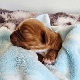 Alvin - Ruby male Cavalier King Charles Spaniel puppy in Wapello, Iowa from Willow Rayne shelties and more