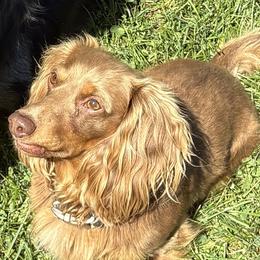 Tuffy - Dachshund