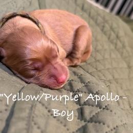 Apollo - Dark golden male Golden Retriever puppy in Weston, Missouri from Love is Golden