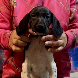 Gopher - Black and white female German Shorthaired Pointer puppy in Aitkin, Minnesota from Whispering’s GunDogs