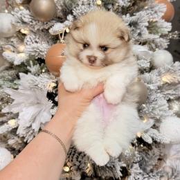 Mars - Cream parti male Pomeranian puppy in Phoenix, Arizona from Luxpomz