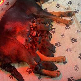 Boy 5 - Black and mahogany male Rottweiler puppy in Cartersville, Virginia from Vom Heldenhaft Rottweilers