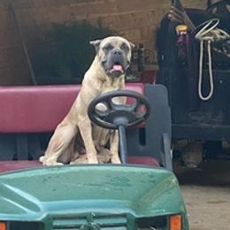 Cane Corso from Leslea's Cane Corsos