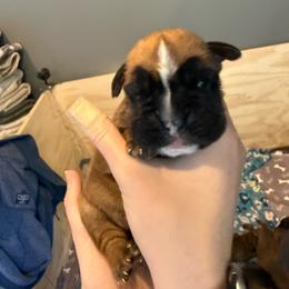 Hazel - Fawn female Boxer puppy in Medical Lake, Washington from Box and Bully Estates: Boxers and Old English Bulldogs