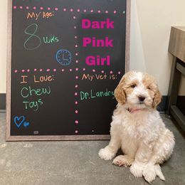 Girl 4 - Goldendoodle puppy in Gonzales, Louisiana from Honey Dream Doodles