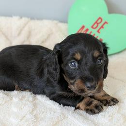 Dough 2300 - Black and tan male Dachshund puppy in Sonora, Kentucky from Maple Hill Miniature Dachshunds