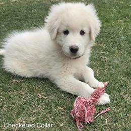 Male - Checkered Collar - White male Maremma Sheepdog puppy in Pocatello, Idaho from The Ewe Crew Homestead LLC