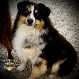 Harry - Australian Shepherd