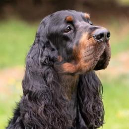 English Setters and Gordon Setters from Windsor Setters