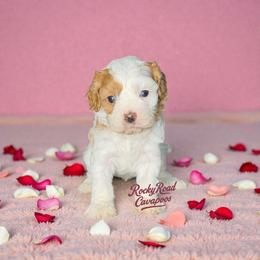 Patch - Blenheim male Cavapoo puppy in Nashville, Arkansas from Rocky Road Puppies