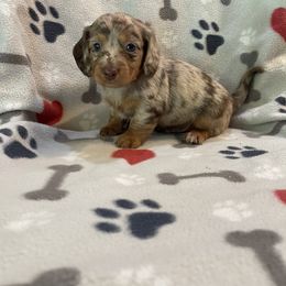 Dachshund Puppies from JK Kennel