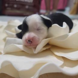 Powderpuff male 3 - Black and white male Chinese Crested puppy in New Castle, Pennsylvania from Long Rotts & Long Haul Cresteds