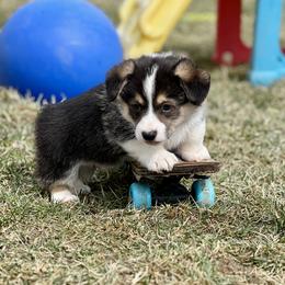 Australian Shepherd, Lagotto Romagnolo, and Pembroke Welsh Corgi Puppies from SS Australian Shepherds