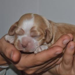 Esme - Buff female Cocker Spaniel puppy in Myerstown, Pennsylvania from The Cocker Cingdom