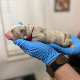 Red collar - Red merle male Miniature American Shepherd puppy in Pueblo West, Colorado from Bear River Ranch LLC