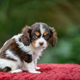 Grumpy - Chocolate male Cavalier King Charles Spaniel puppy in Sugarcreek, Ohio from Chocolate Cavalier