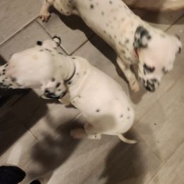 Dalmatian Puppies from America's Dalmatian Friends