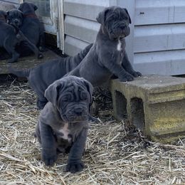 Neapolitan Mastiff Puppies from Unique Uprisings