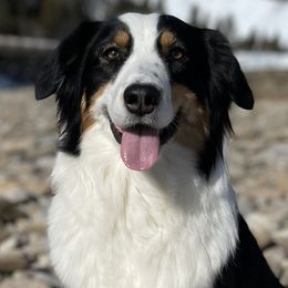 Remi - Australian Shepherd