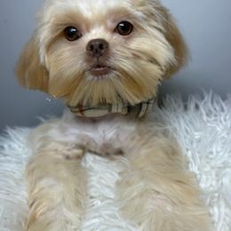 Teddy - Liver male Shih Tzu puppy in Coolidge, Arizona from Shih Tzu’s  ‘N’ Love