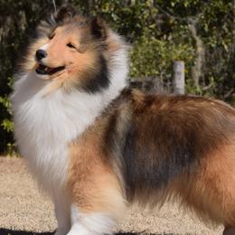 Valerie - Shetland Sheepdog