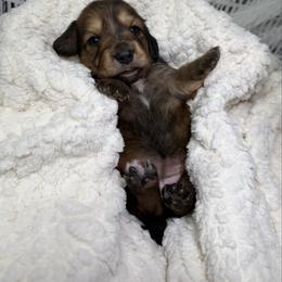 Buttercup - Red female Dachshund puppy in Bald Knob, Arkansas from Victoria’s Dachshunds