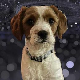 Maggie - Cavapoo