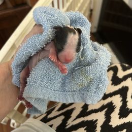 Girl 1 - White black and tan female Papillon puppy in Summerville, South Carolina from Kipling Papillons