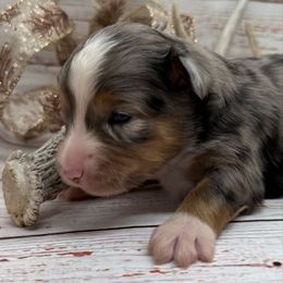 BMM - Blue merle male Toy Australian Shepherd puppy in Lindale, Texas from Circle JTS Ranch