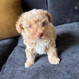 Milo Beau - Apricot male Poodle puppy in Kissimmee, Florida from Unique Poodles