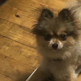 Chinese Cresteds and Pomeranians from No Hair Here