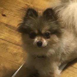 Chinese Cresteds and Pomeranians from No Hair Here