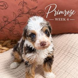 Primrose - Chocolate merle female Bernedoodle puppy in Burbank, Ohio from Berns & Doodles